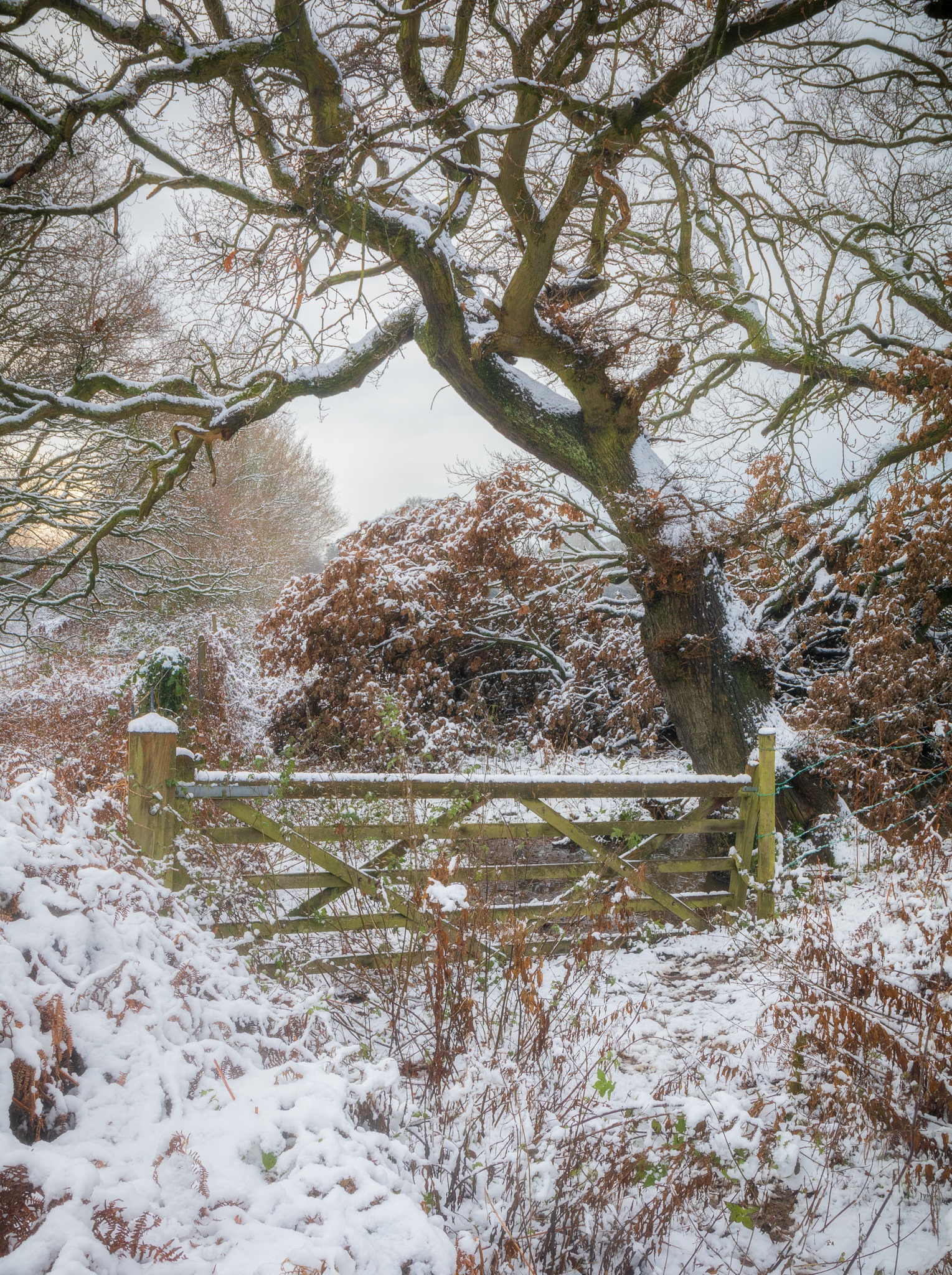 A gate on local fields under a mature Oak tree - taken after snow had fallen in winter of 2020. Prints available and features in my 2022 Calendar.